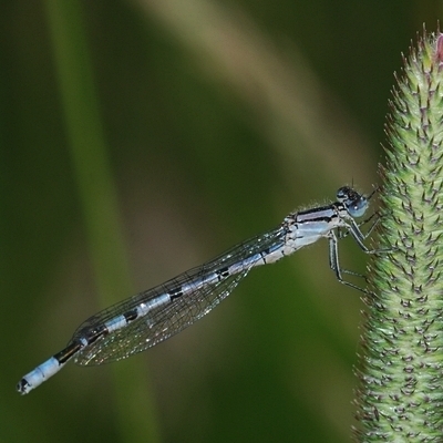 vandnymfe Zygoptera