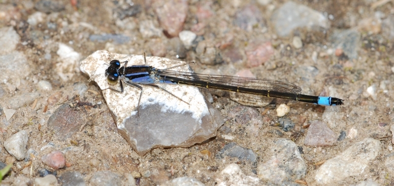 vandnymfe Zygoptera