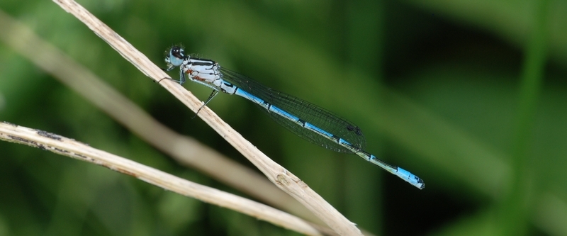 vandnymfe Zygoptera