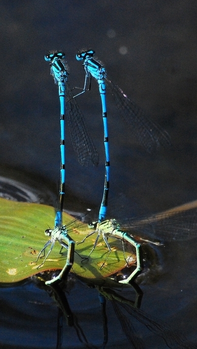 vandnymfe Zygoptera