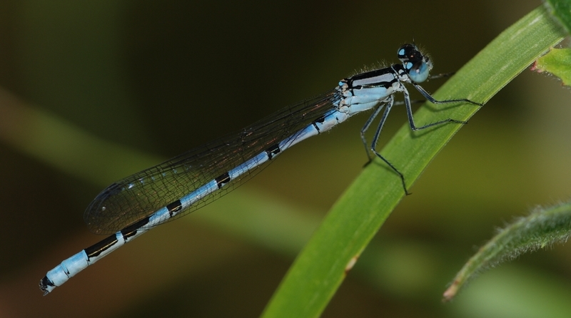 vandnymfe Zygoptera