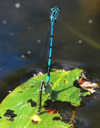 vandnymfe Zygoptera