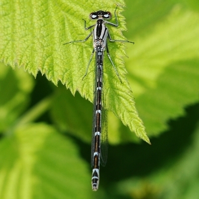 vandnymfe Zygoptera