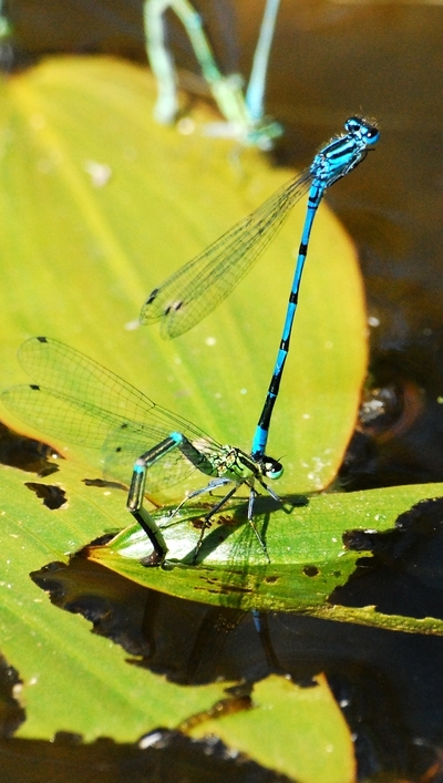 vandnymfe Zygoptera