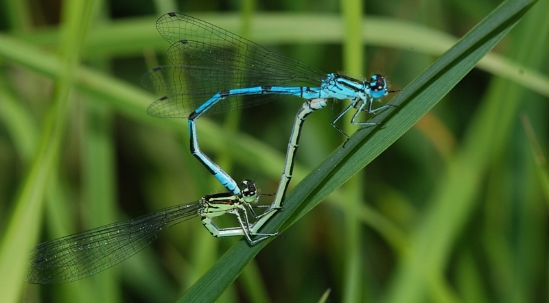 vandnymfe Zygoptera