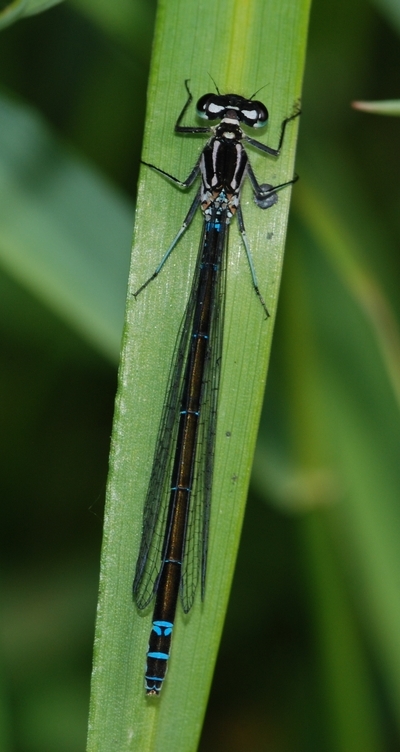 vandnymfe Zygoptera