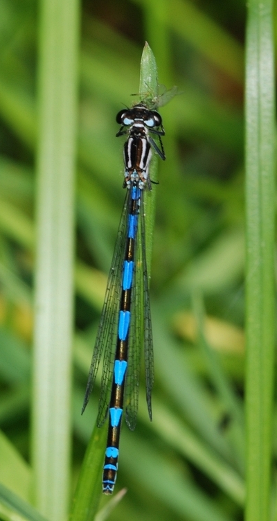 vandnymfe Zygoptera