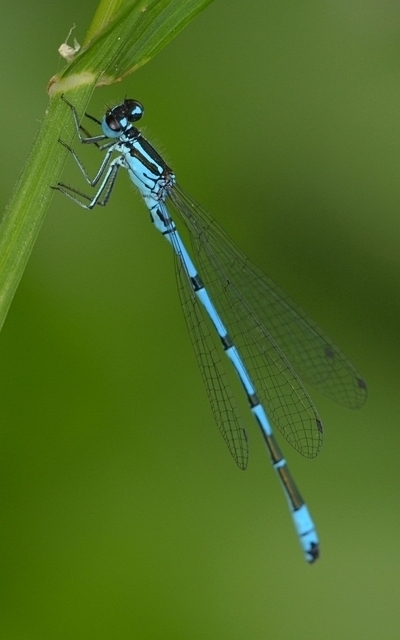 vandnymfe Zygoptera