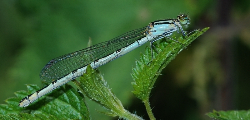 vandnymfe Zygoptera