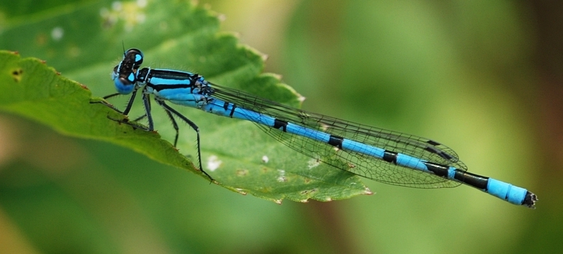 vandnymfe Zygoptera