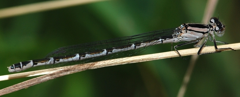 vandnymfe Zygoptera