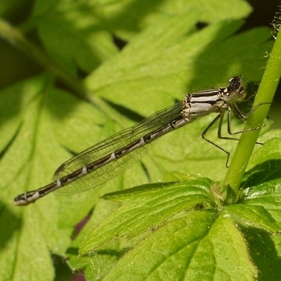 vandnymfe Zygoptera