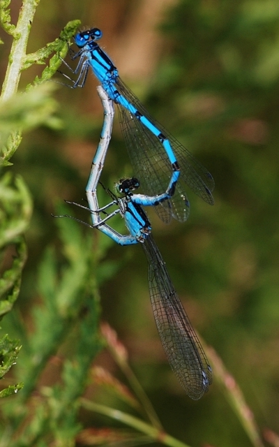 vandnymfe Zygoptera