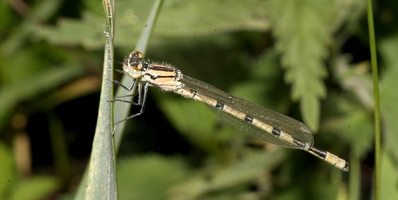 vandnymfe Zygoptera