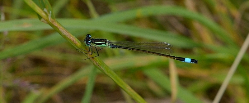 vandnymfe Zygoptera