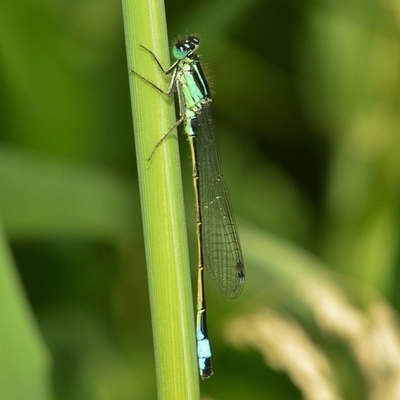 vandnymfe Zygoptera