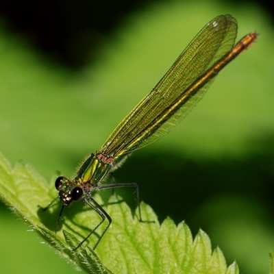 vandnymfe Zygoptera