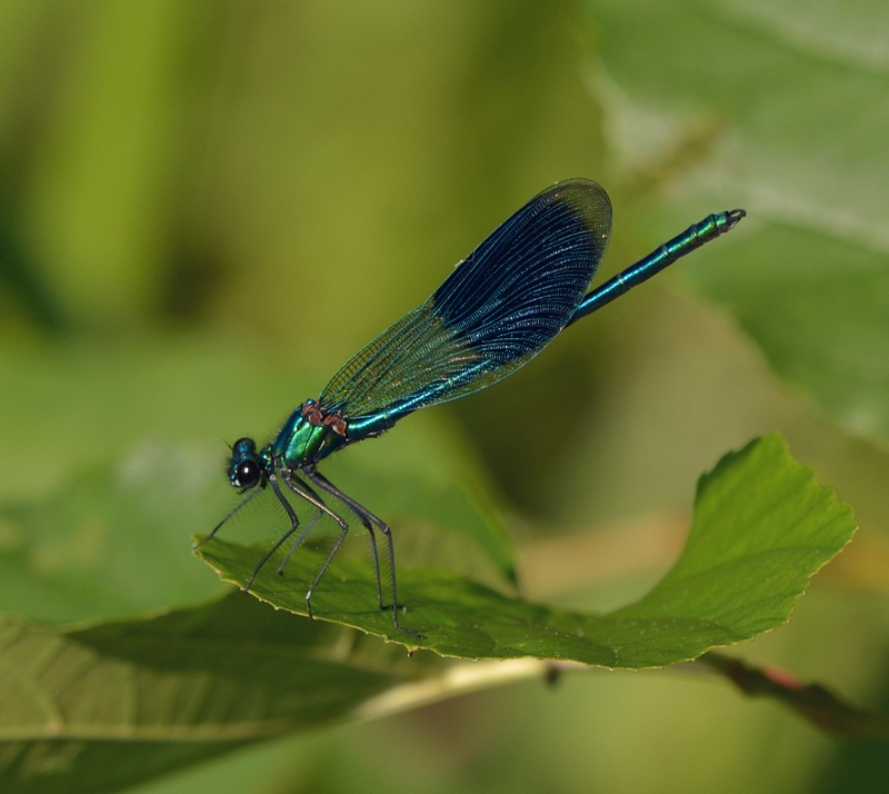 blåbåndet pragtvandnymfe Calopteryx splendens