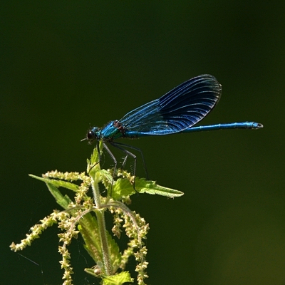 blåbåndet pragtvandnymfe Calopteryx splendens