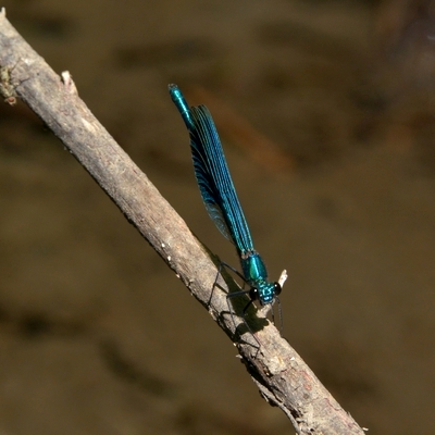 blåbåndet pragtvandnymfe Calopteryx splendens