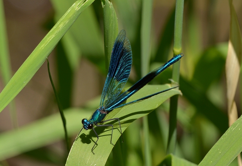 blåbåndet pragtvandnymfe Calopteryx splendens