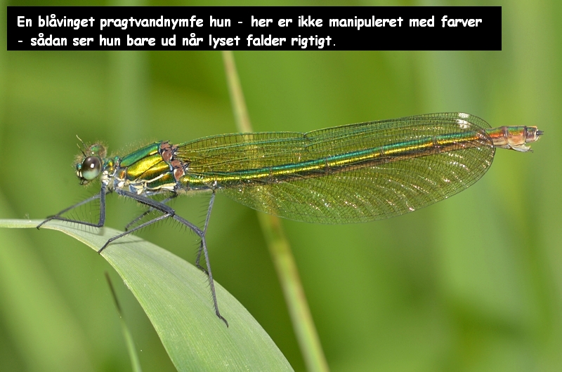 blåbåndet pragtvandnymfe Calopteryx splendens