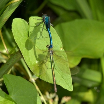 blåbåndet pragtvandnymfe Calopteryx splendens