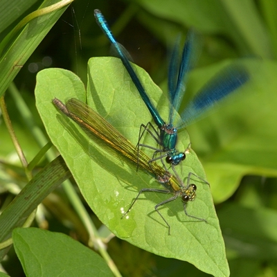 blåbåndet pragtvandnymfe Calopteryx splendens