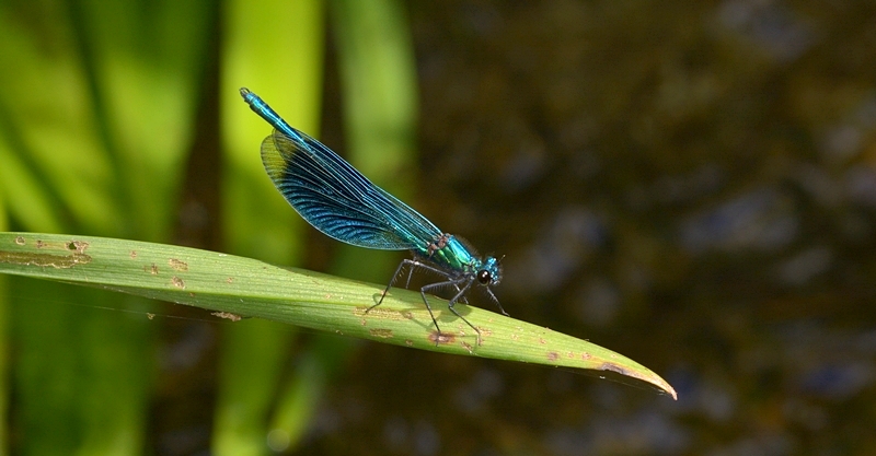 blåbåndet pragtvandnymfe Calopteryx splendens