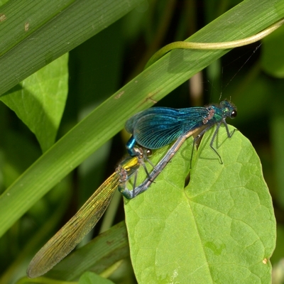 blåbåndet pragtvandnymfe Calopteryx splendens