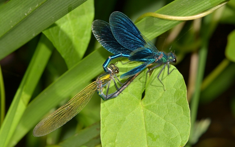 blåbåndet pragtvandnymfe Calopteryx splendens