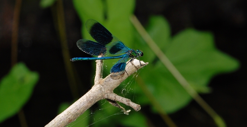 blåbåndet pragtvandnymfe Calopteryx splendens