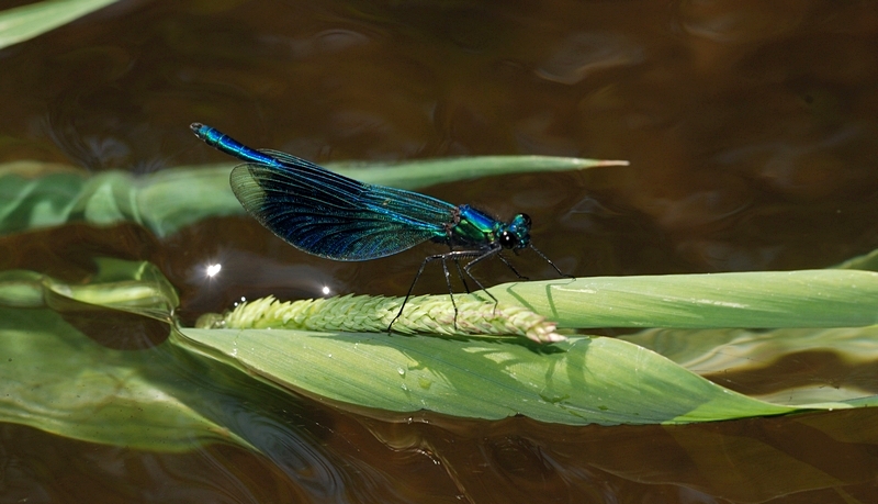 blåbåndet pragtvandnymfe Calopteryx splendens