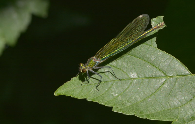 blåbåndet pragtvandnymfe Calopteryx splendens