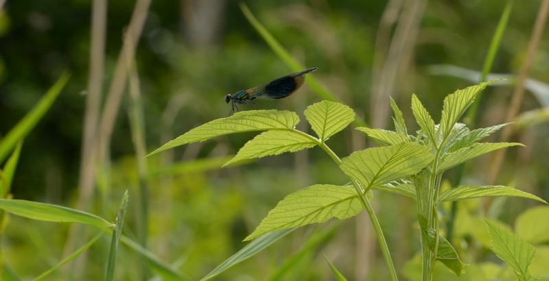 blåbåndet pragtvandnymfe Calopteryx splendens