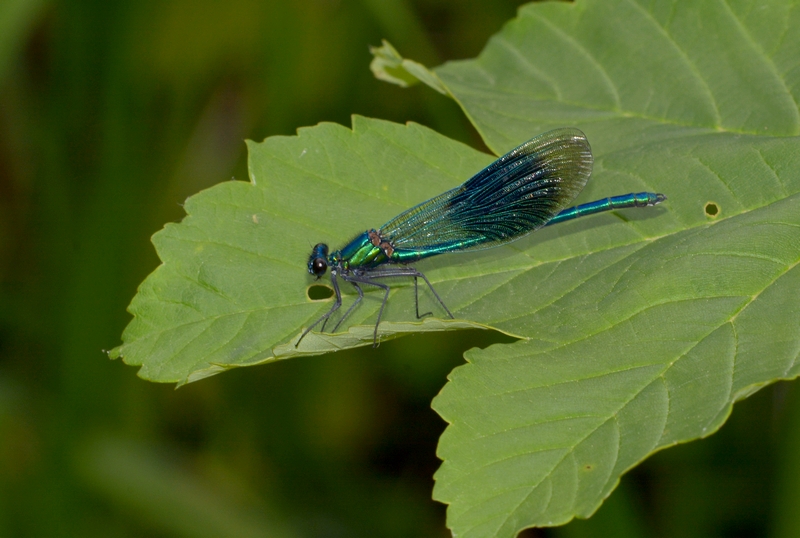 blåbåndet pragtvandnymfe Calopteryx splendens