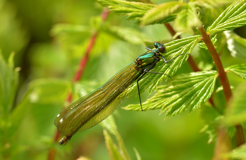 blåbåndet pragtvandnymfe Calopteryx splendens