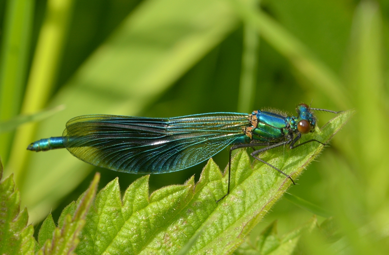 blåbåndet pragtvandnymfe Calopteryx splendens