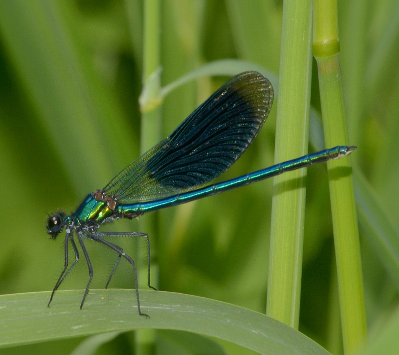 blåbåndet pragtvandnymfe Calopteryx splendens