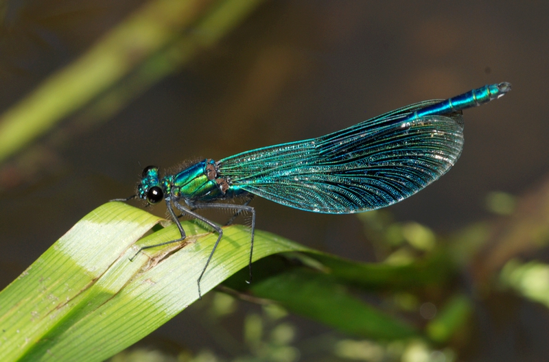 blåbåndet pragtvandnymfe Calopteryx splendens