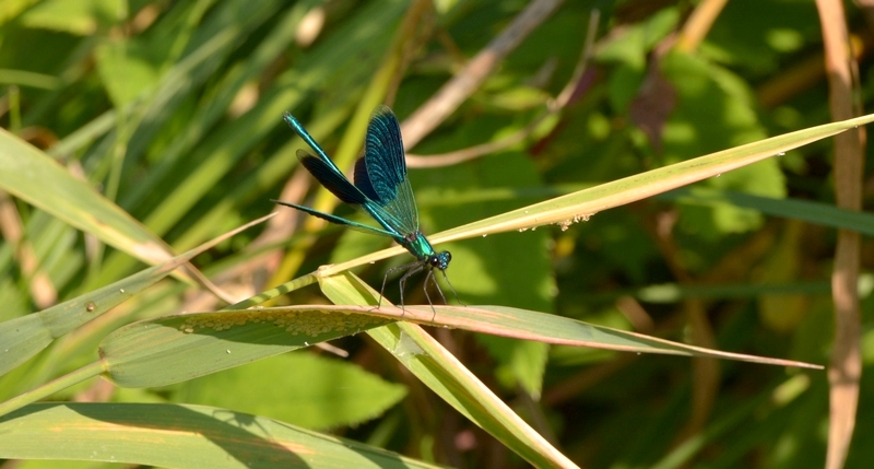 blåbåndet pragtvandnymfe Calopteryx splendens