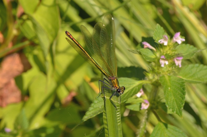 blåbåndet pragtvandnymfe Calopteryx splendens