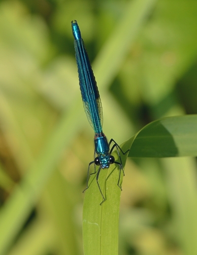 blåbåndet pragtvandnymfe Calopteryx splendens