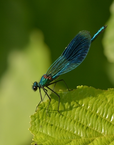 blåbåndet pragtvandnymfe Calopteryx splendens