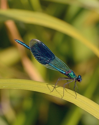 blåbåndet pragtvandnymfe Calopteryx splendens