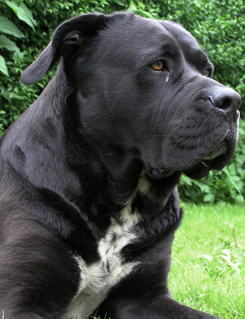 årets foto 2006 Luna verdens sødeste hund