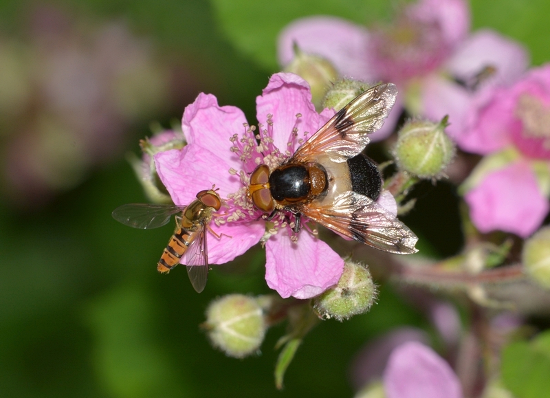 årets foto 2016 hvidbåndet humlesvirreflue