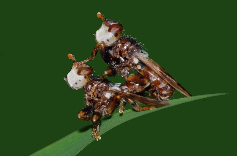 Sicus ferrugineus