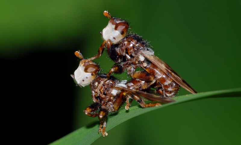 Sicus ferrugineus