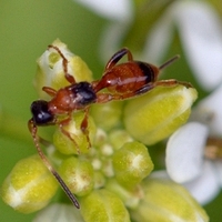 Aptesis nigrocincta